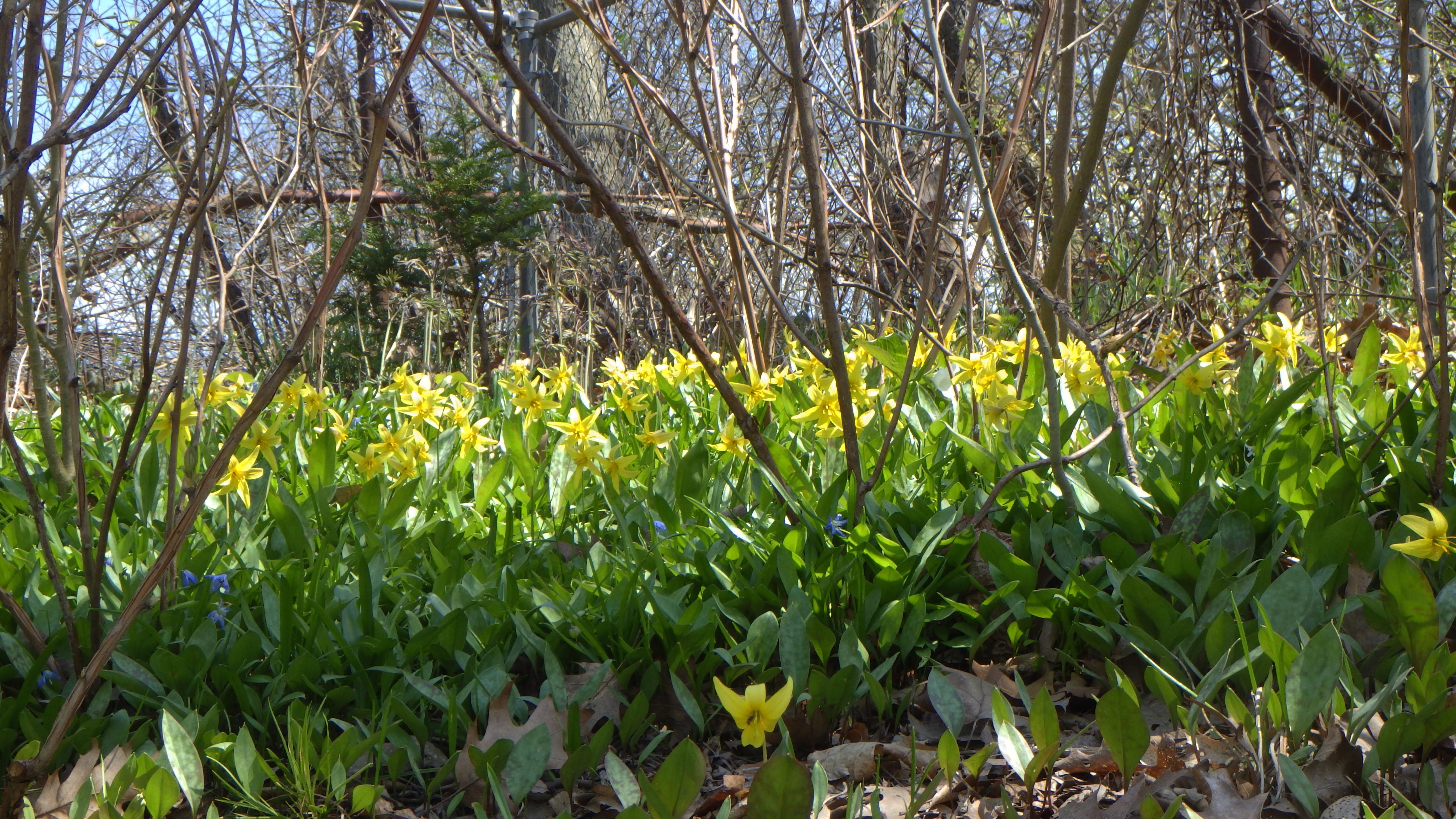 Erythronium americanum the best ever on my back bank.